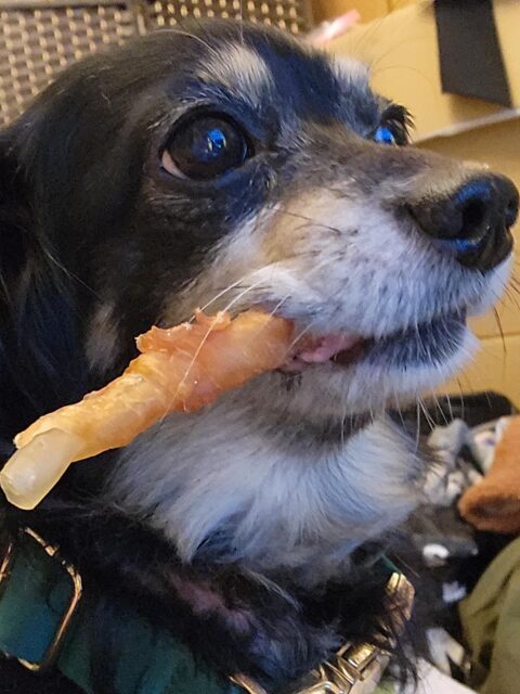 我が子🐶この子が居るから頑張れる♡♡