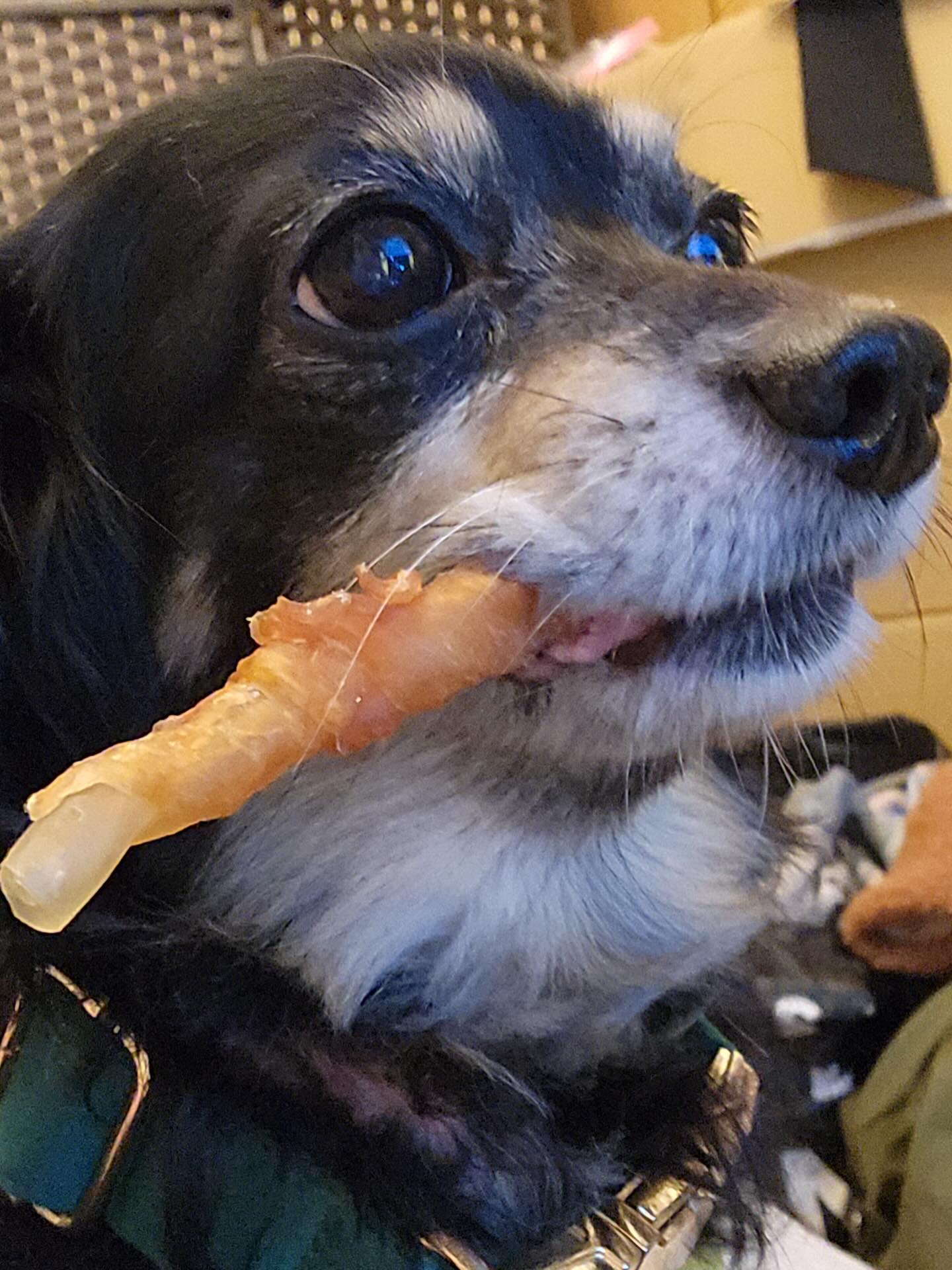 我が子🐶この子が居るから頑張れる♡♡