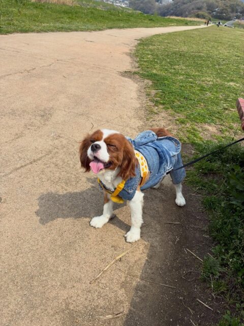 今日はお散歩🐶